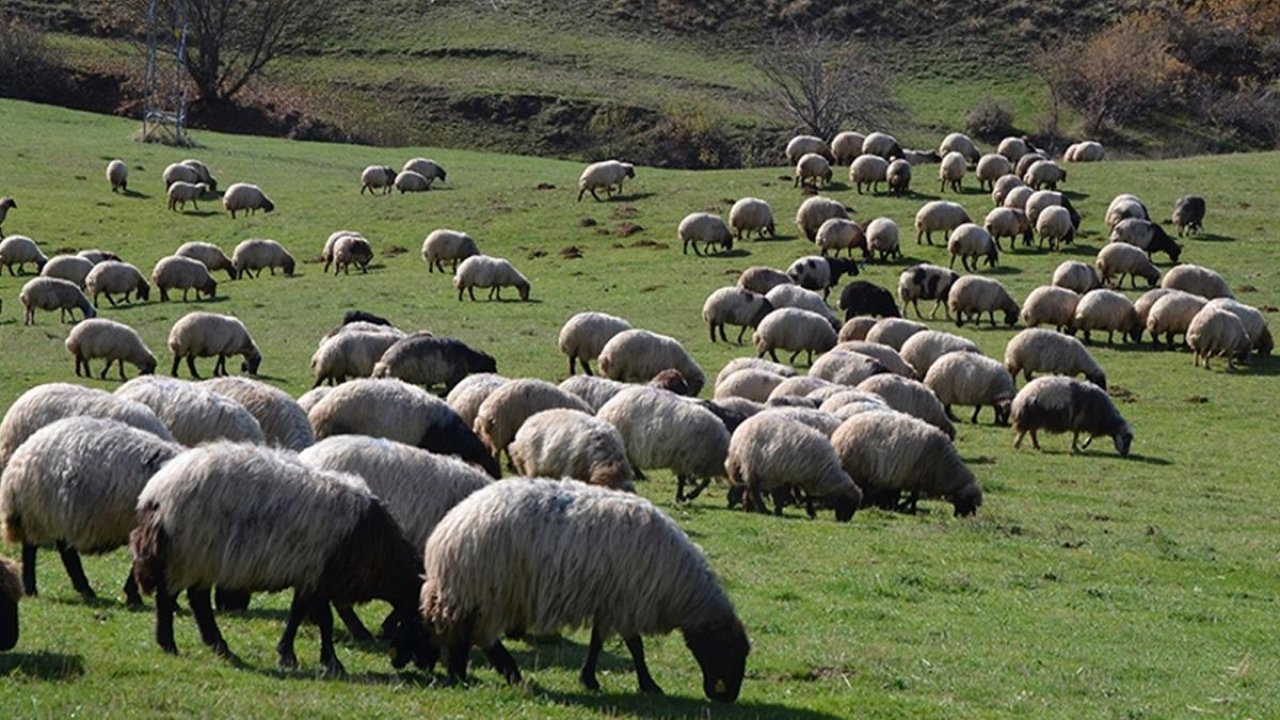 Uşak&#039;ta 4 inekle hayvancılığa başlayan genç mühendis çiftliğini kurdu