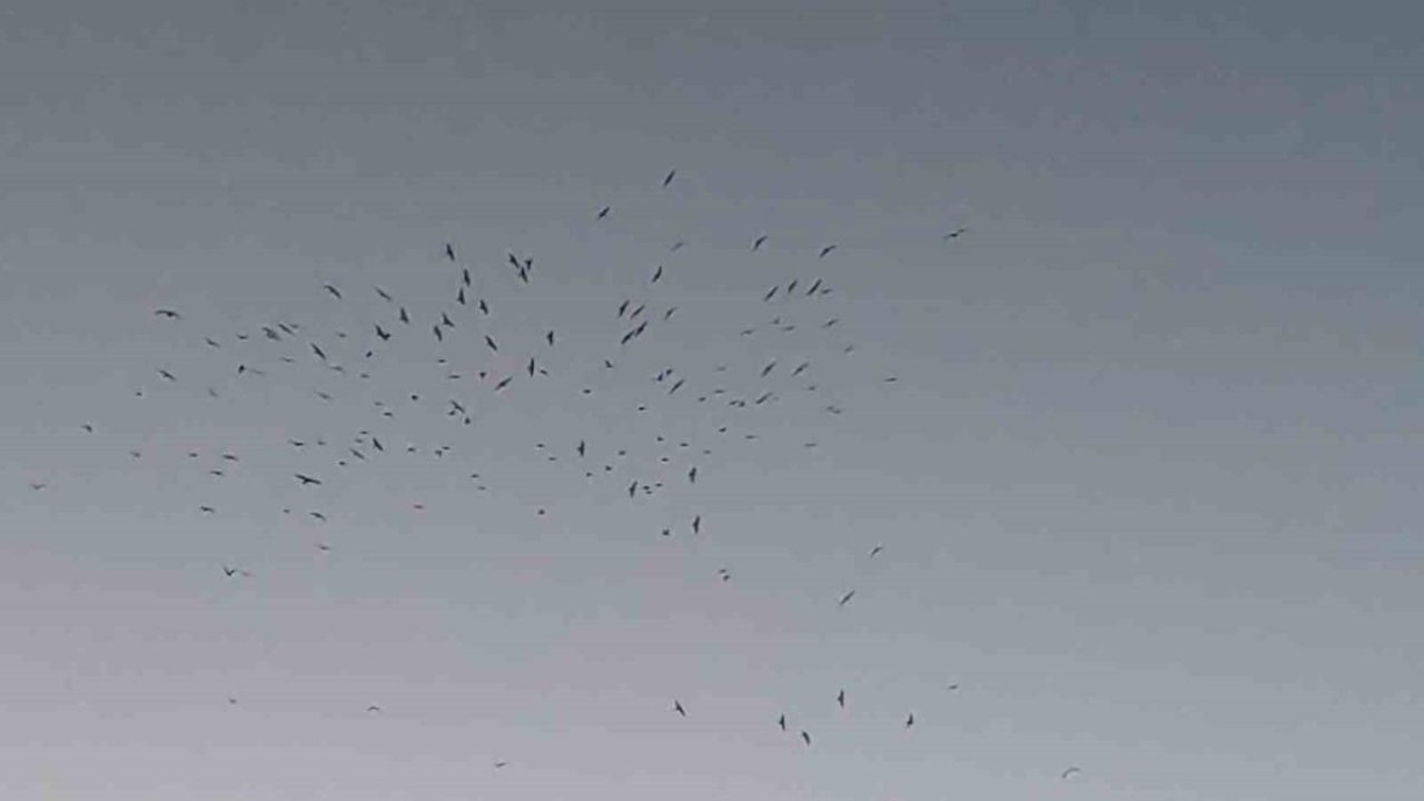 Van Gölü üzerinde kuş sürüsünün görsel şöleni