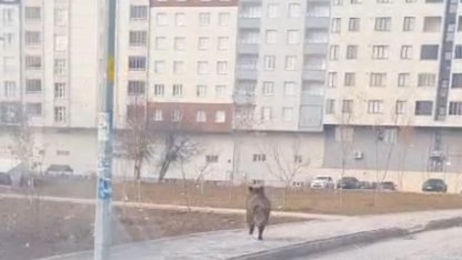 Bitlis’te ilçe merkezinde yaban domuzu paniği