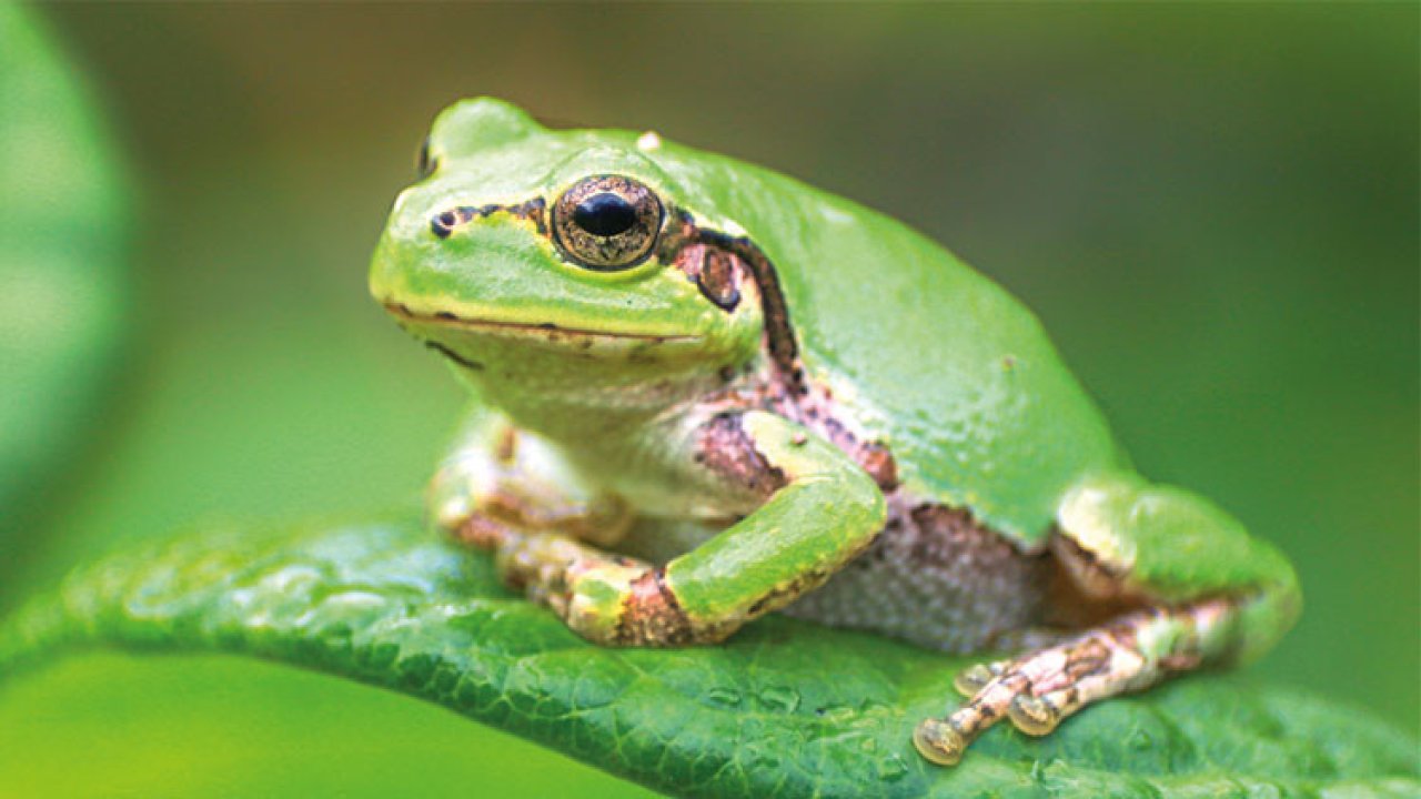 Kurbağa bakterisi kansere çare mi