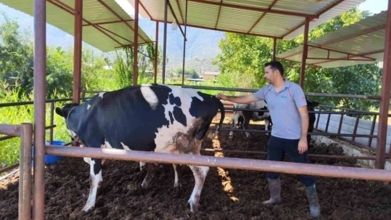 Milas&#039;ta &quot;şap hastalığı&quot; nedeniyle 11 mahalle karantinaya alındı