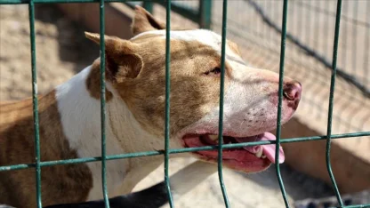 Pitbull dehşet saçtı: 1 yaşındaki çocuğun bacağını dakikalarca bırakmadı