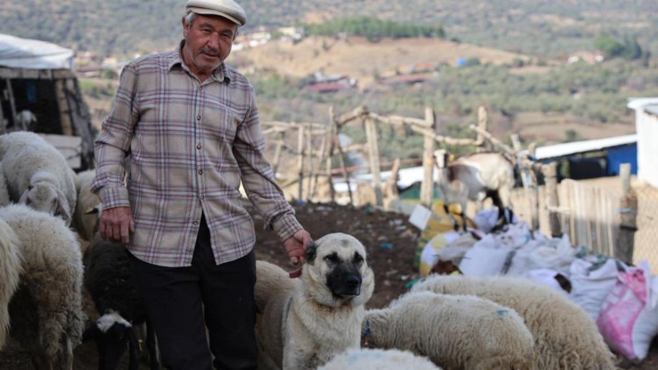 Şap karantinası meraları boşalttı
