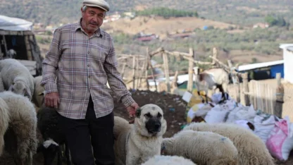 Şap karantinası meraları boşalttı