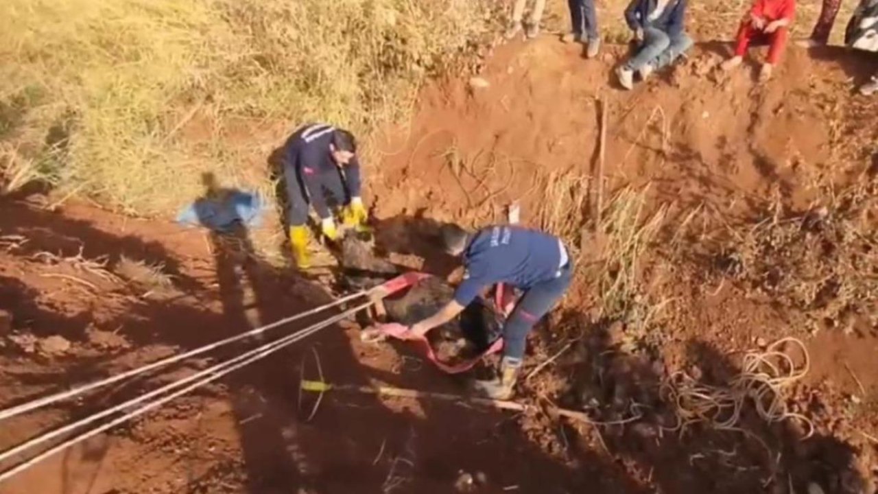 Tahliye kanalına düşen inek için seferber oldular! Böyle kurtarıldı