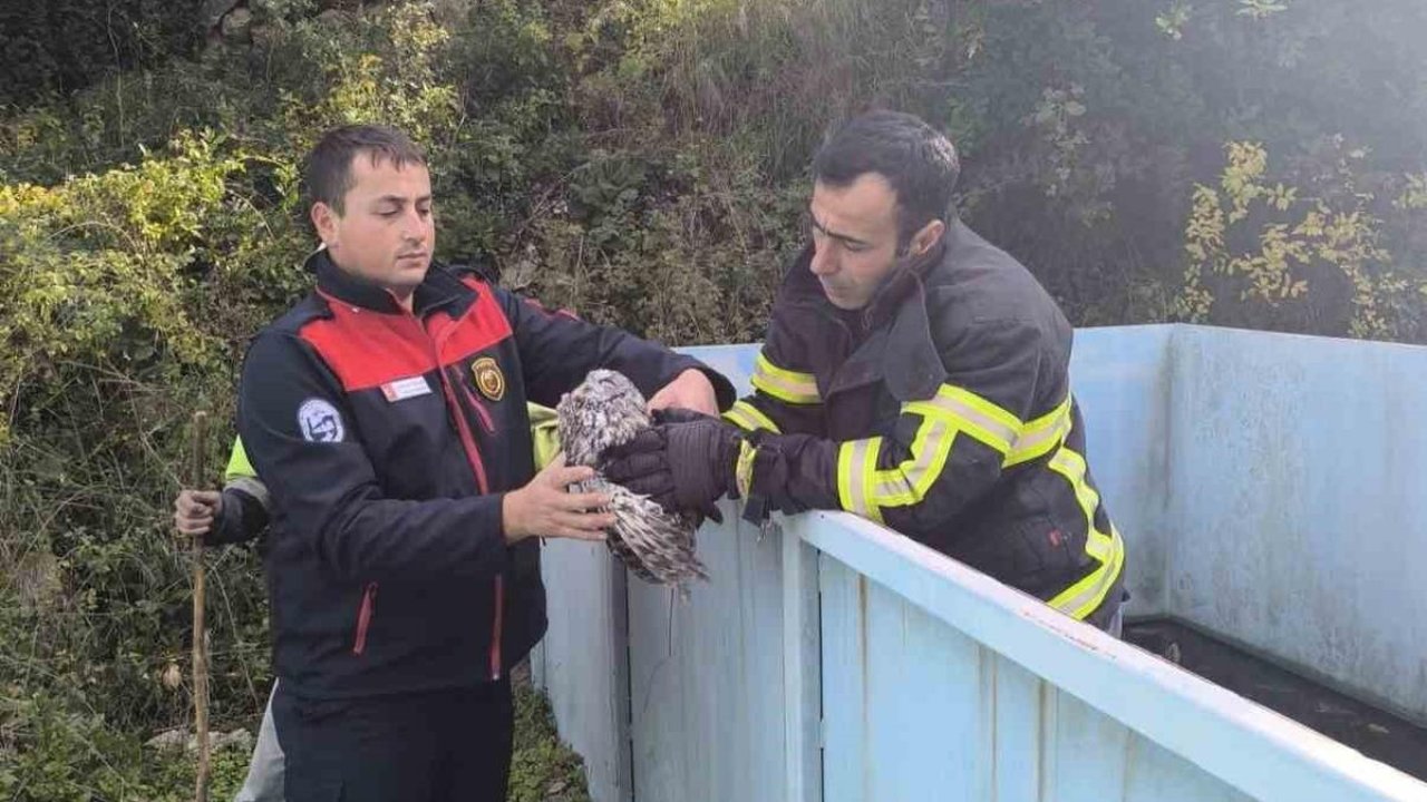 Yayladağı’nda baykuş kurtarma operasyonu