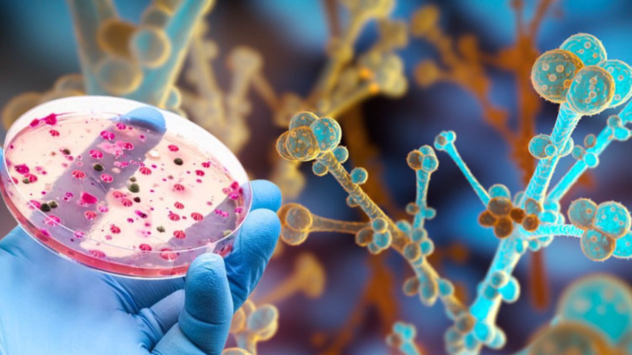 Dünya genelinde ölümcül bir mantar yayılıyor! Her yıl 6,5 milyon kişiyi etkiliyor... Şimdi ise tehlike büyüyor