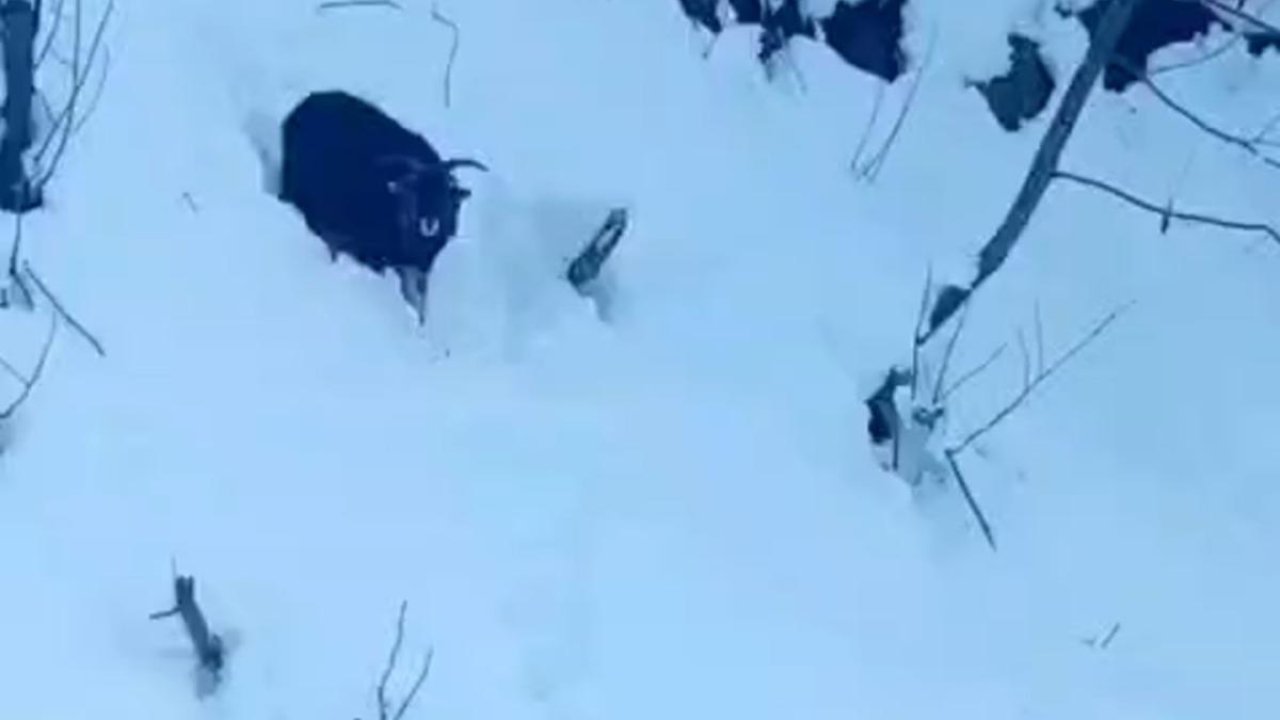 İş makinesi operatörü karda kaybolan keçiyi sahiplerine ulaştırdı