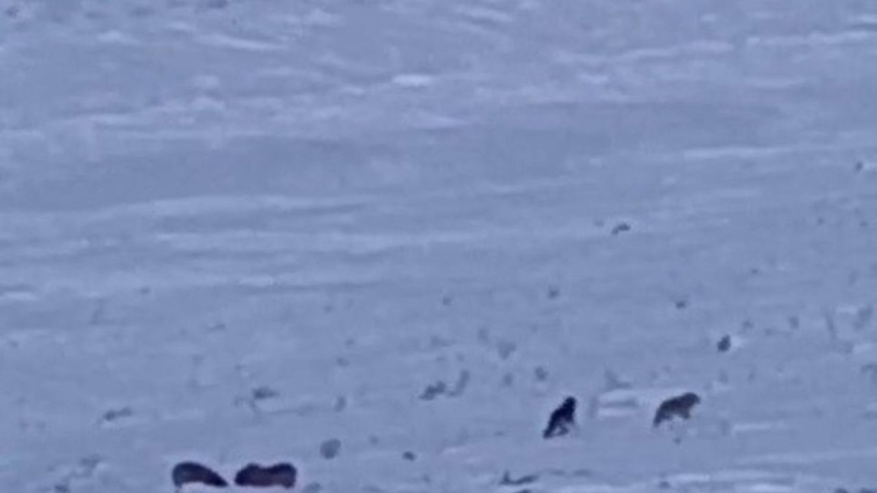 Karayazı’da gündüz vakti kurt saldırısı: Yavru köpek telef oldu