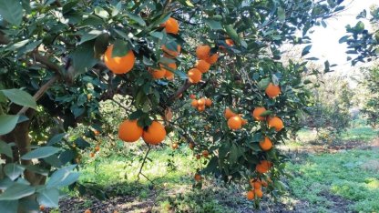 Portakal çalarken suçüstü yakalandılar