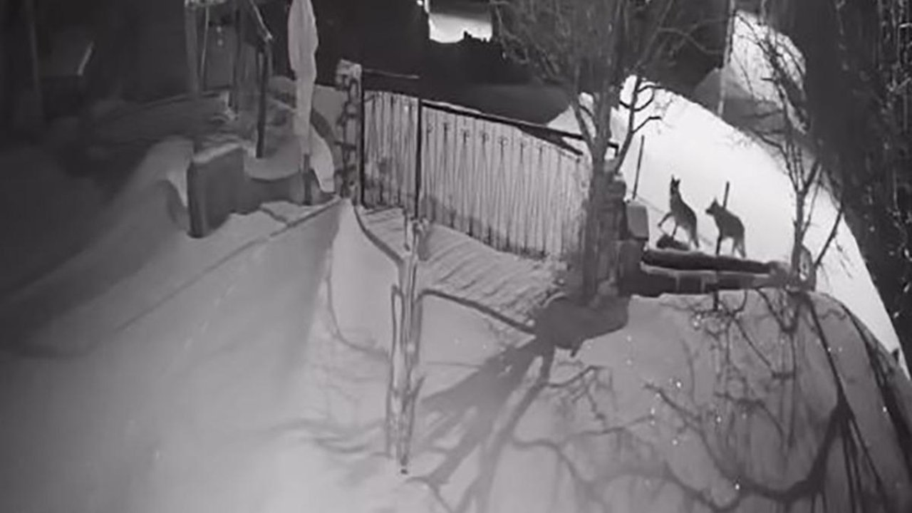 Artvin’de aç kalan kurt sürüsü yerleşim alanına indi