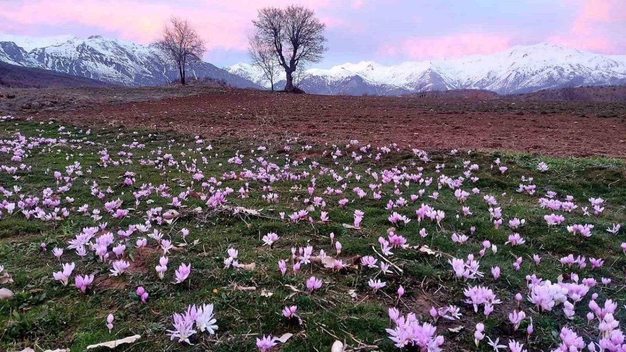 Elazığ’da baharın habercisi çiğdemler erken açtı