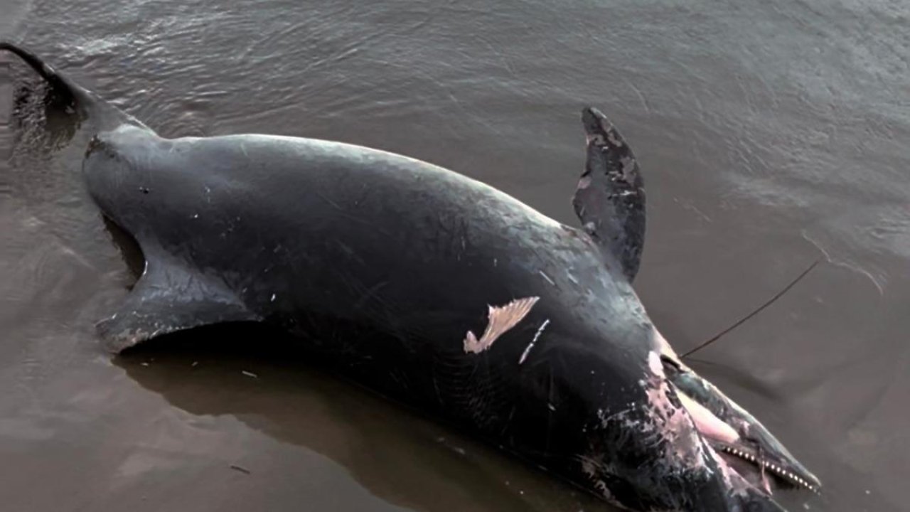 Ölü yunus sahile vurdu