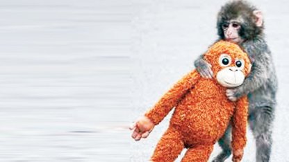 Punch’ın oyuncağı yok satıyor