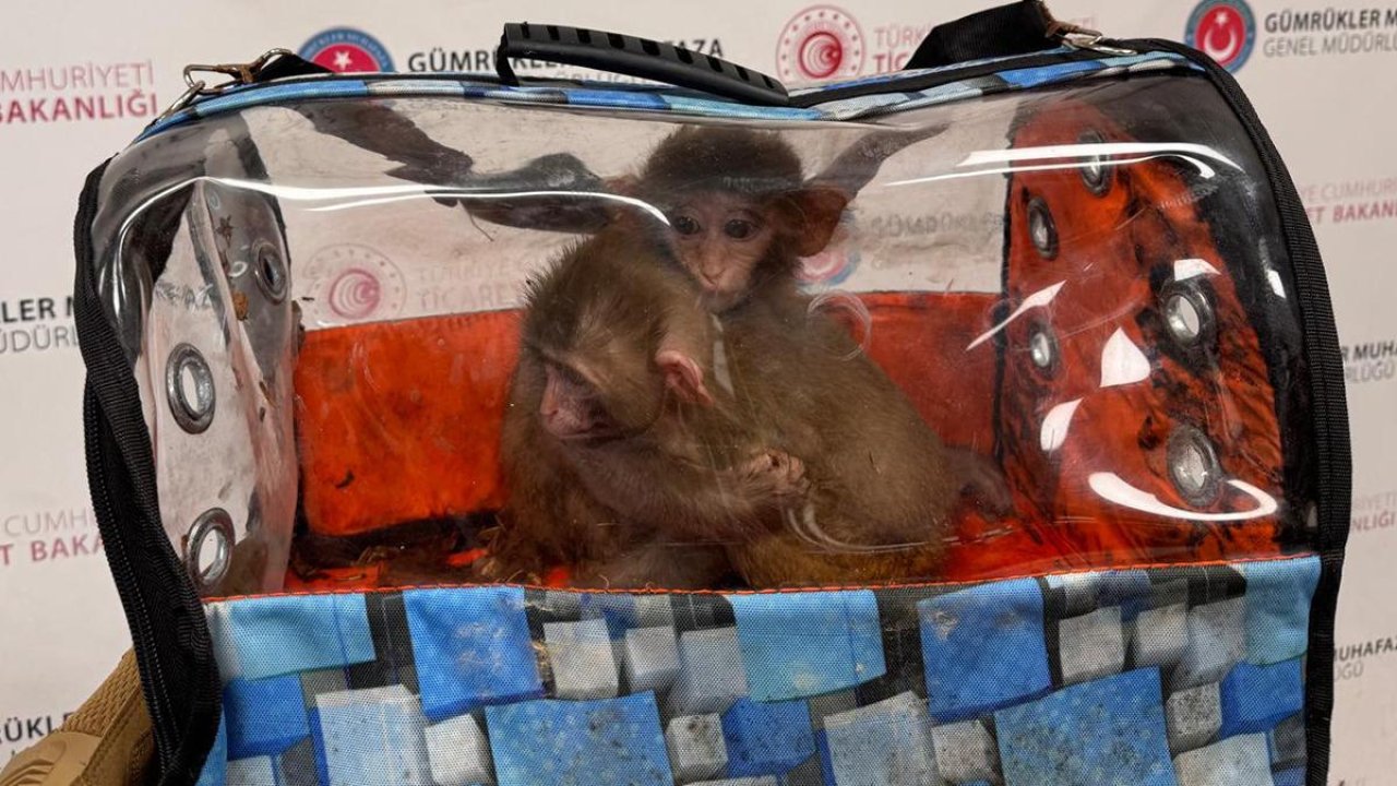 Sınırda dev operasyon: Sülükten maymuna yüzlerce tür, 85 bin canlı hayvan!