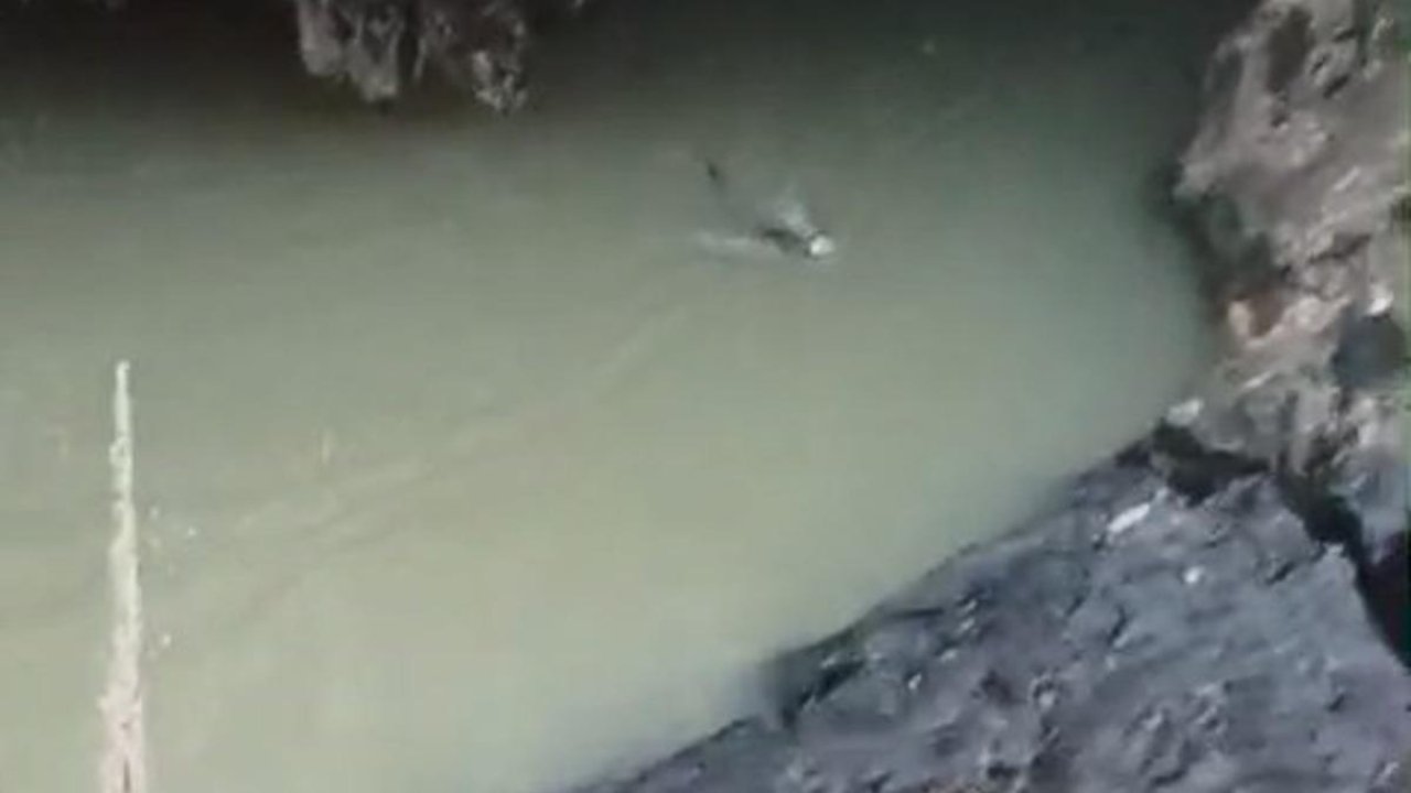 Su samuru balık avlarken görüntülendi