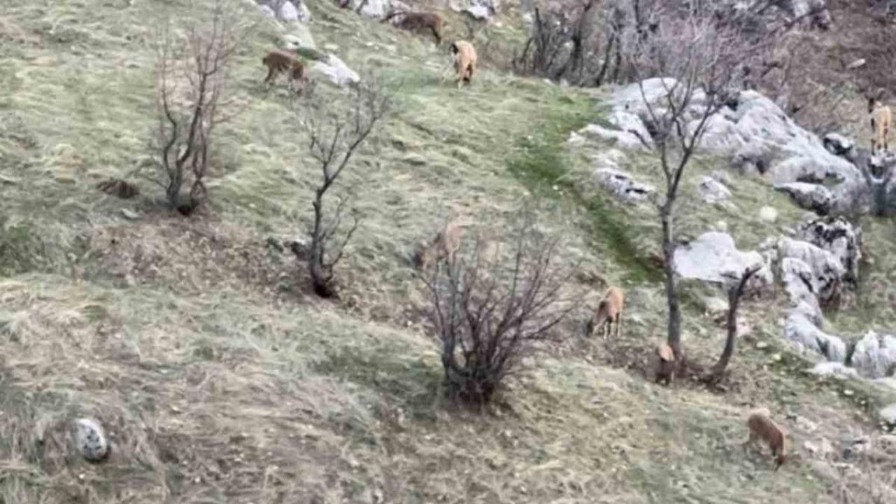 Diyarbakır’da nesli koruma altında olan dağ keçileri görüldü