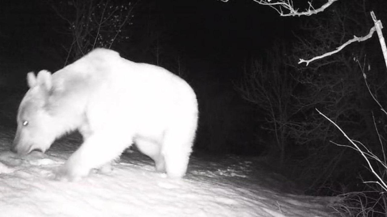 Fotokapana yansıyan yaban hayatı hareketliliği