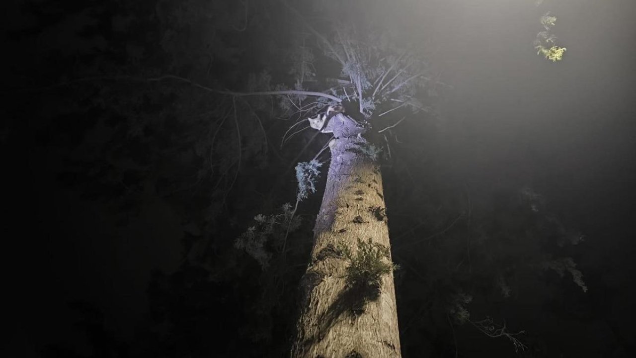 İskenderun’da ağaçta mahsur kalan kediyi itfaiye kurtardı