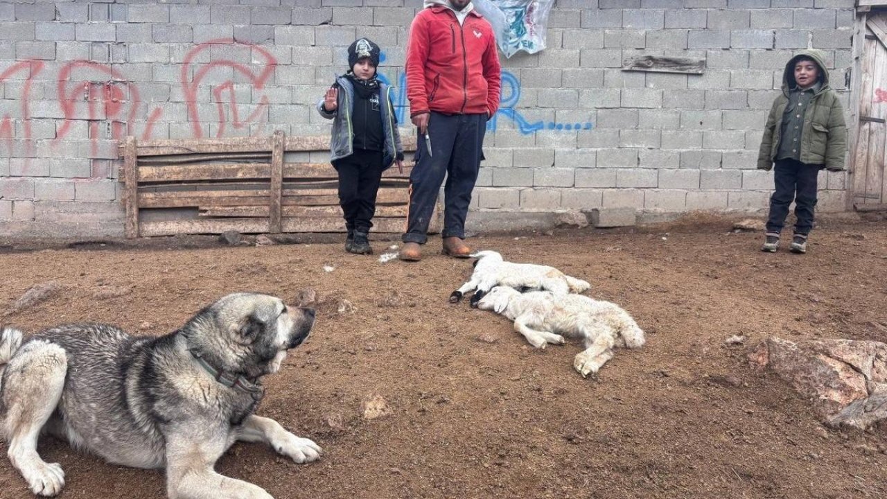 Kuzular belirti göstermeden bir anda telef oluyor