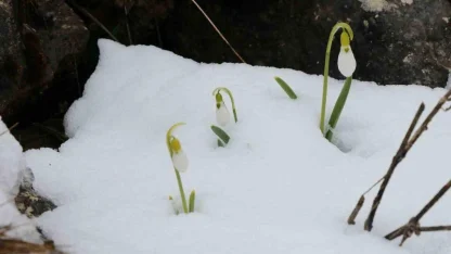 Mart karı kardelenleri yeniden beyaza bürüdü