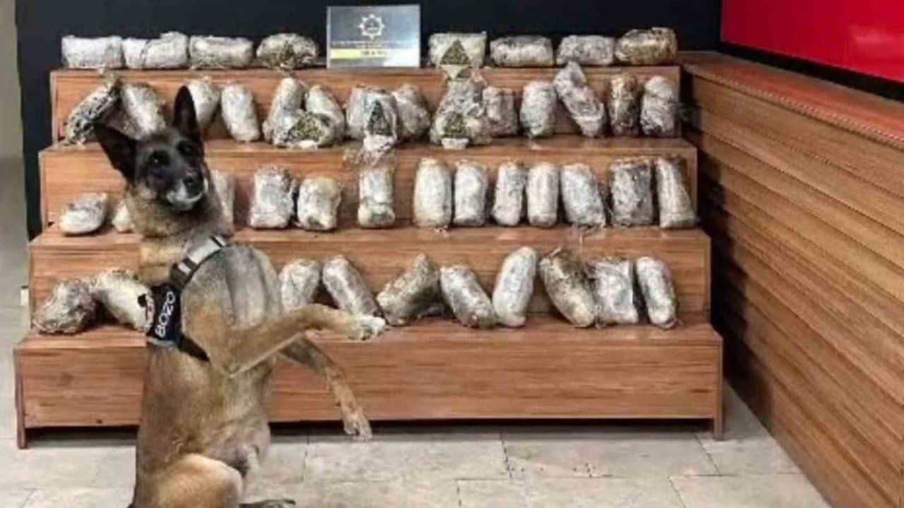Şanlıurfa’da 17 kilo 550 gram skunk ele geçirildi