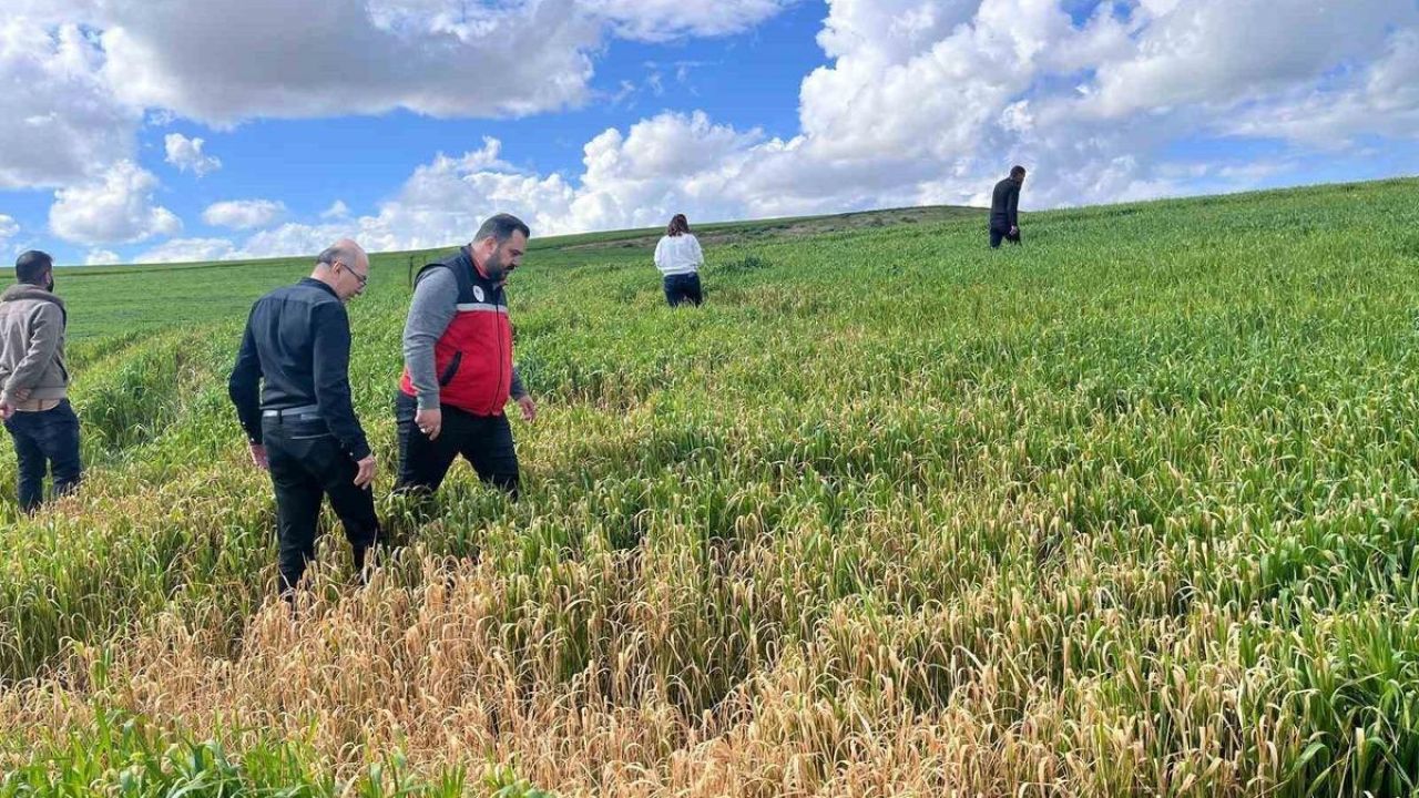 Batman’da çiftçilere ’yanlış ilaçlama’ uyarısı