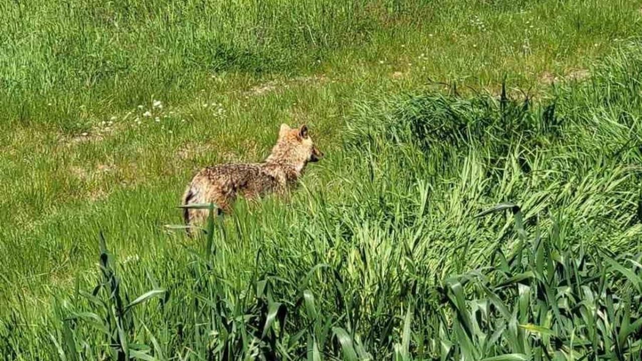Edirne’de aç kalan çakal köye indi