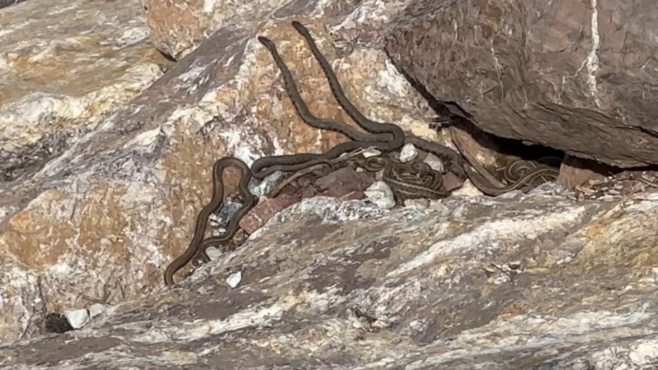 Gören Brezilya zannediyor ama Türkiye'de bir yer! 'Yılan Adası'nı andırıyor'