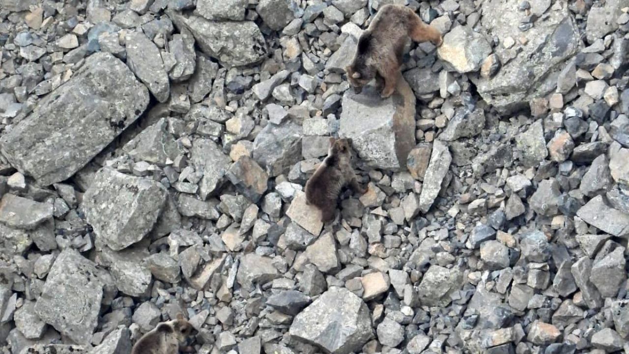 Kış uykusundan uyanan ayı ailesi kameralara yansıdı