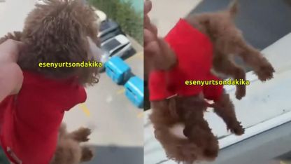 Köpeği sarkıtıp videoya çekti: "Babası kurtarsın Kuki'yi"