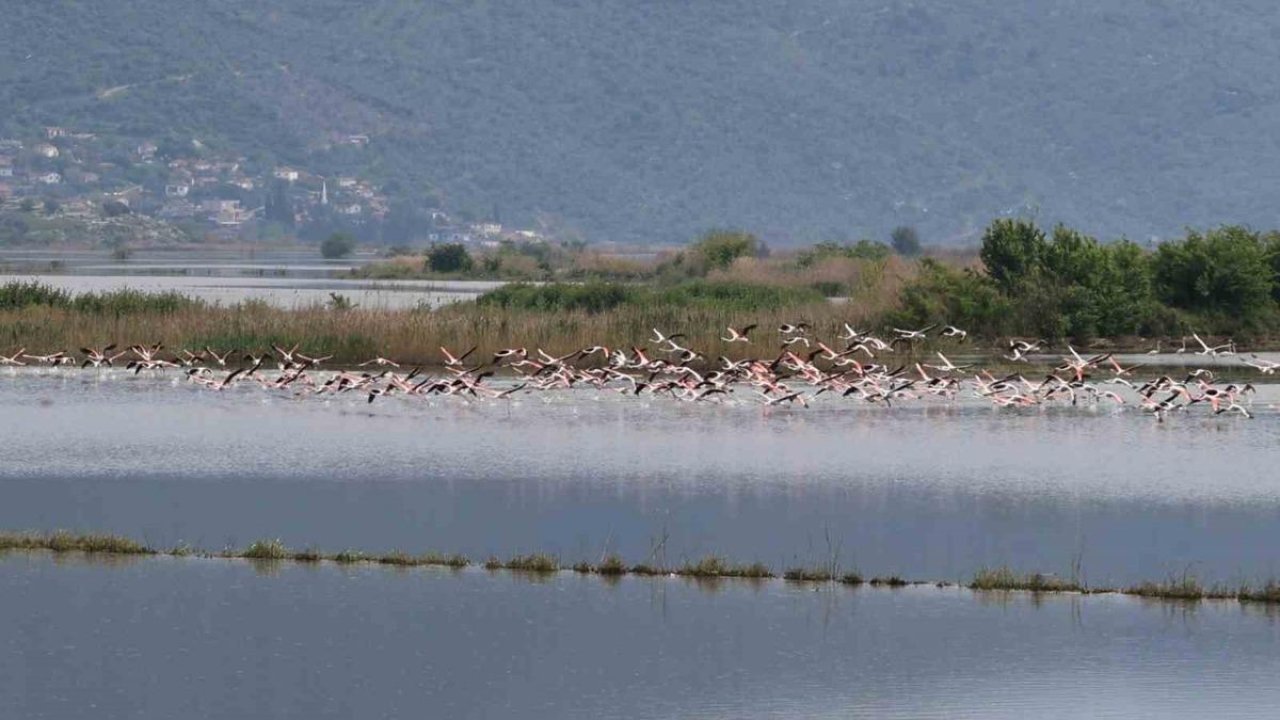 Su altında kalan arazilerde flamingolar görsel şölen oluşturdu