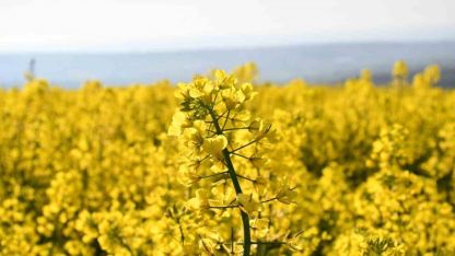 Tekirdağ sarıya büründü: Kanola tarlaları kartpostallık manzaralar oluşturdu