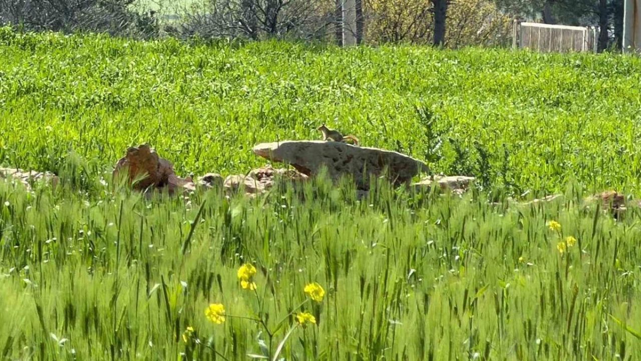 Türkiye’de nesli tehlike altında olan ’kızıl sincap’ çağla yerken görüntülendi