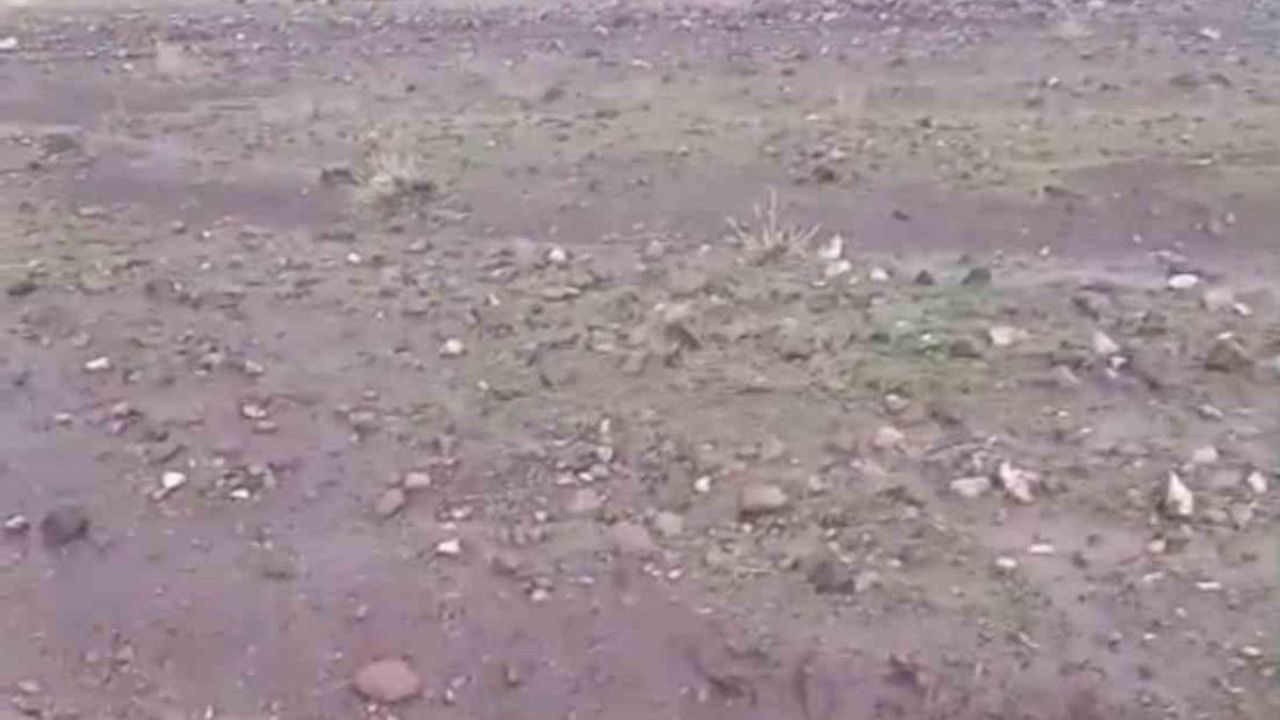 Iğdır’da sağanak ve dolu sonrası sel: Hayvanlar son anda kurtarıldı