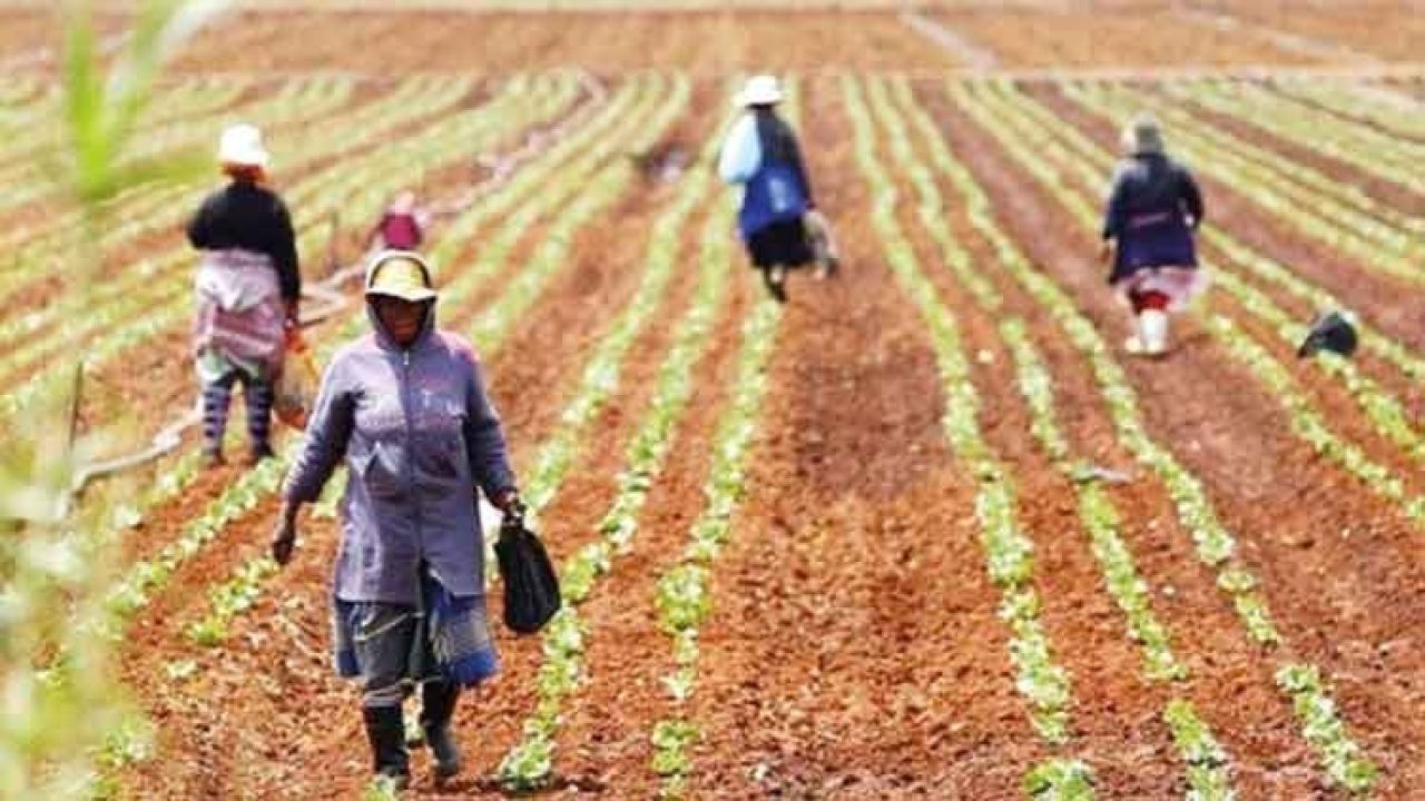 Savaş gübre üretimini düşürdü! Asya ve Afrika’da gıda krizi riski var